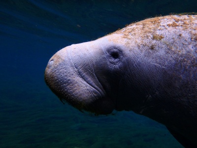 Manatee