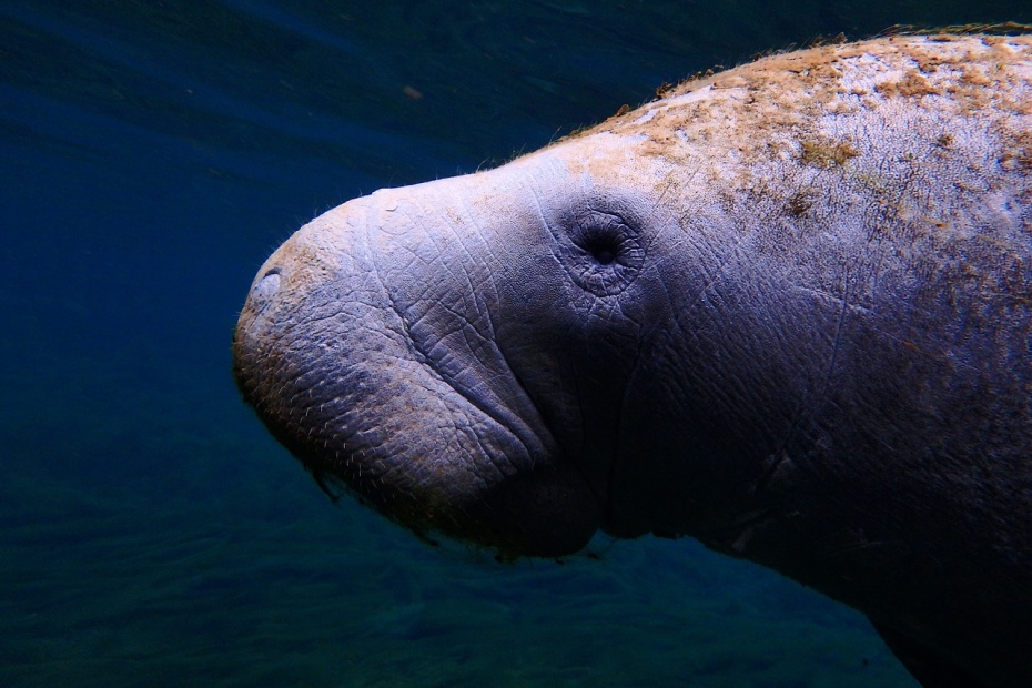 Manatee