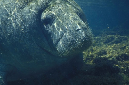 Manatee Appreciation Day - Manatee