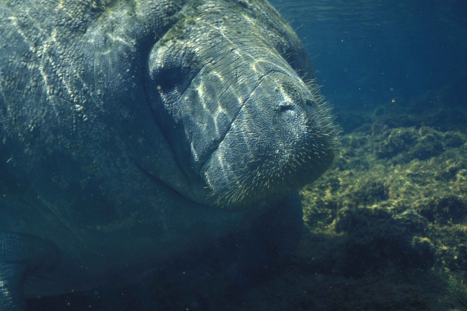 Manatee