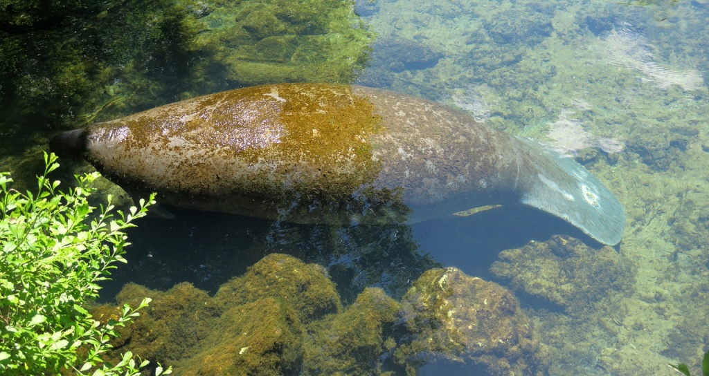 International Manatee Day - Manatee