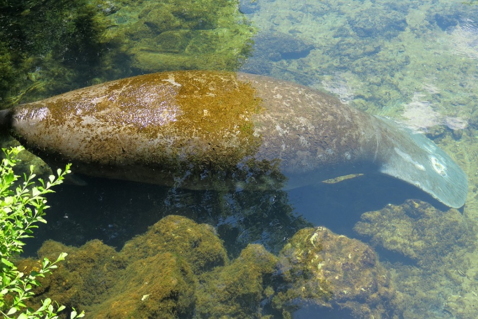 Manatee