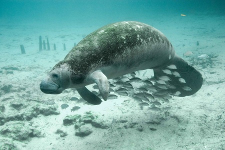 Manatee Appreciation Day - Manatee