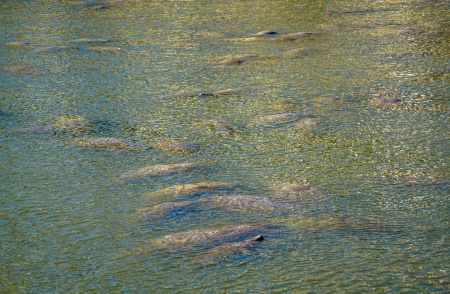 Manatee Awareness Month - Manatees