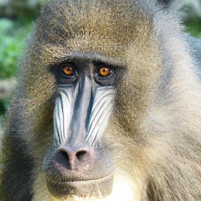 International Monkey Day - Mandrill