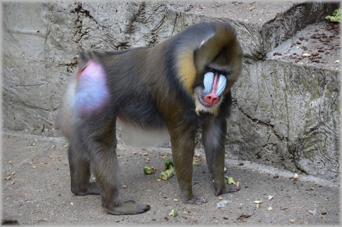 International Zookeeper Day - Mandrill 