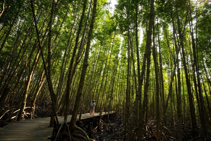 World Mangrove Day - Mangrove