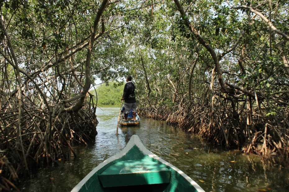 Mangrove Colombia