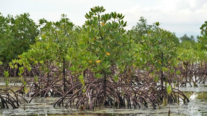 World Mangrove Day - Mangrove Trees
