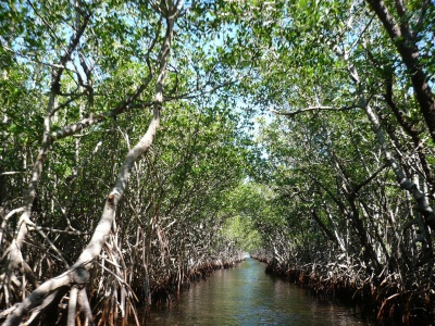 Mangroves