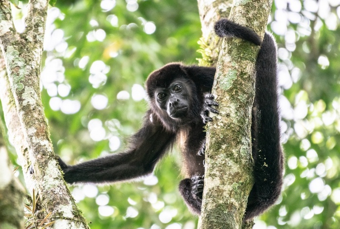 World Primate Day - Mantled Howler Monkey