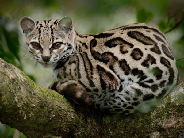 World Wildlife Conservation Day - Margay