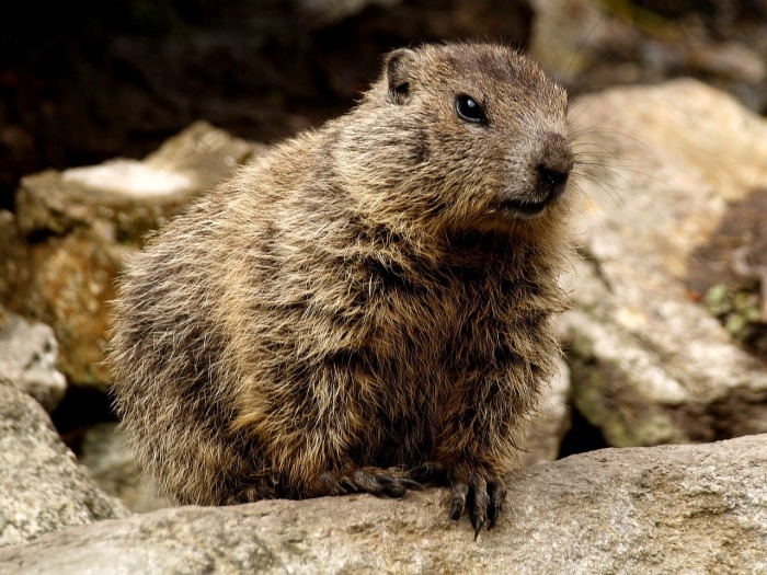 Marmot Day - Marmot