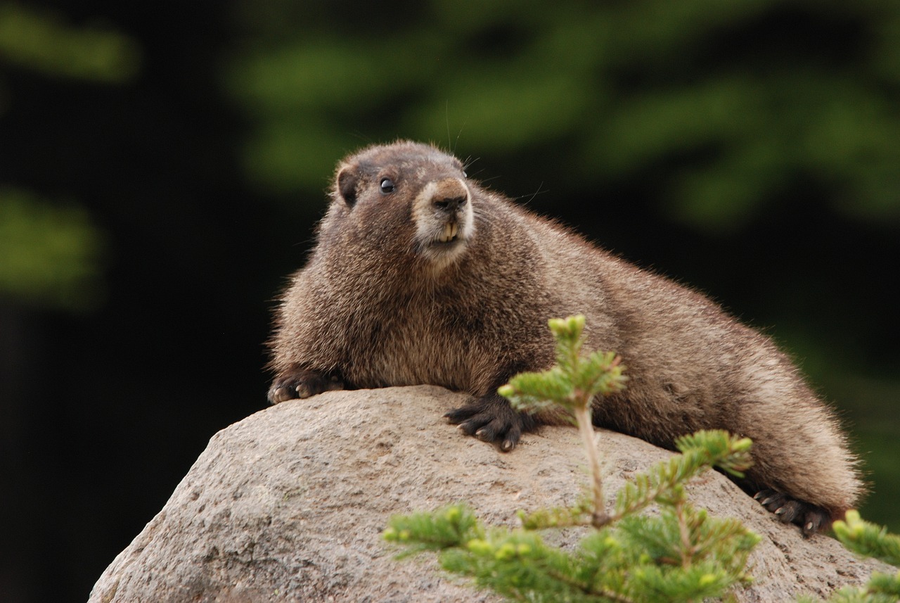 Marmot Day 2024 - Wildlife Around the World