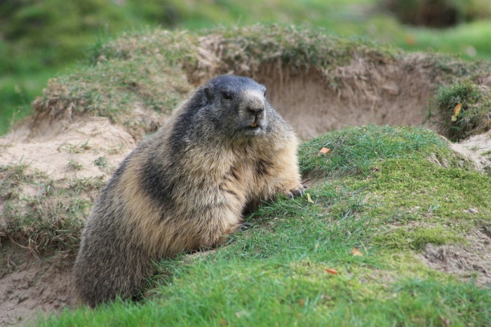 Marmot Day - Marmot