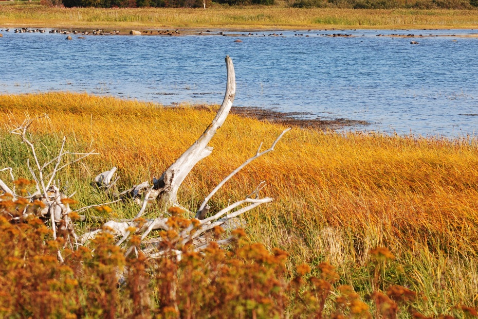 Wetlands