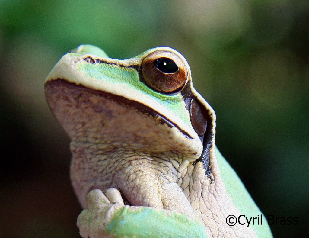 Central America Amphibians - Masked Tree Frog