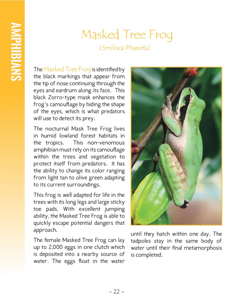 Masked Tree Frog - Wildlife in Central America 2 - Page 22