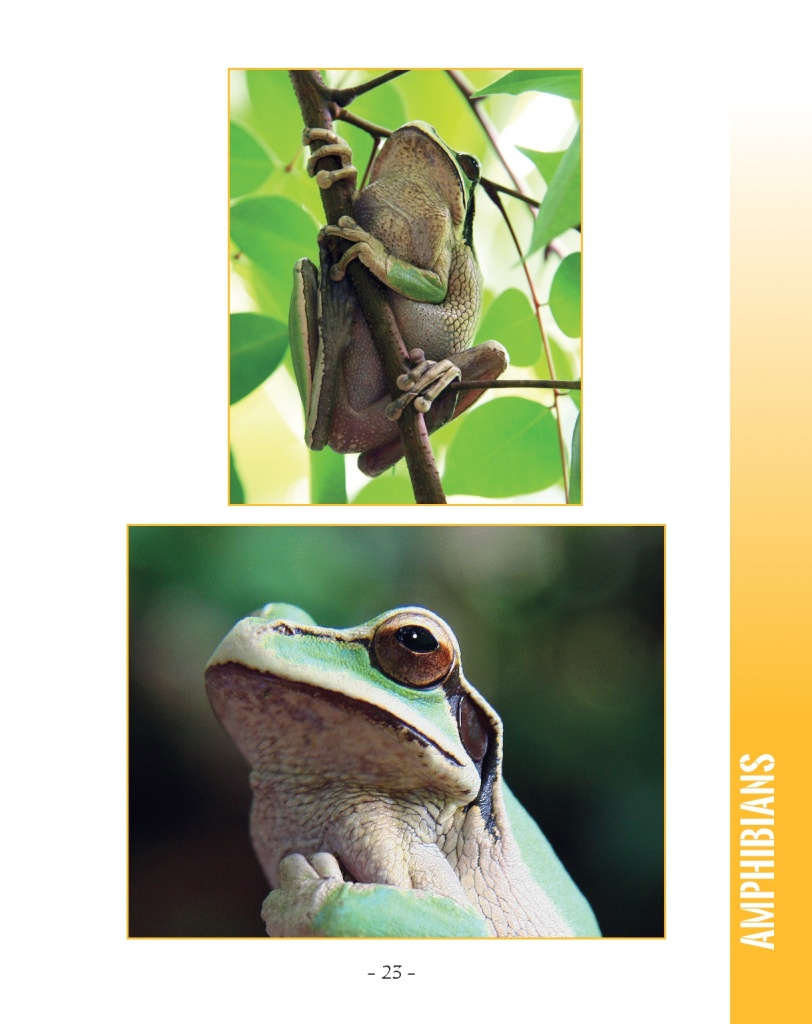 Masked Tree Frog - Wildlife in Central America 2 - Page 23