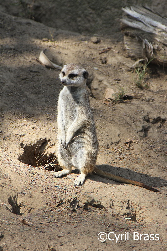 World Meerkat Day - Meerkat