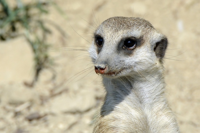 World Meerkat Day - Meerkat