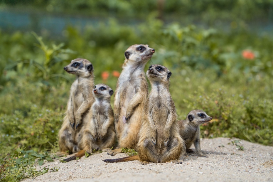 Meerkats