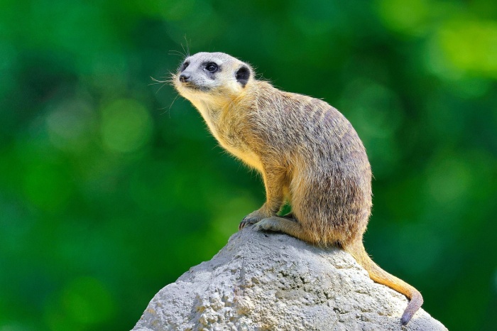 World Meerkat Day - Meerkat