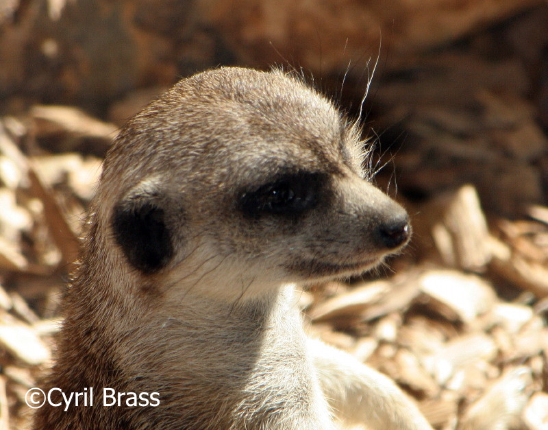 World Meerkat Day - Meerkat