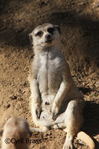 Meerkat