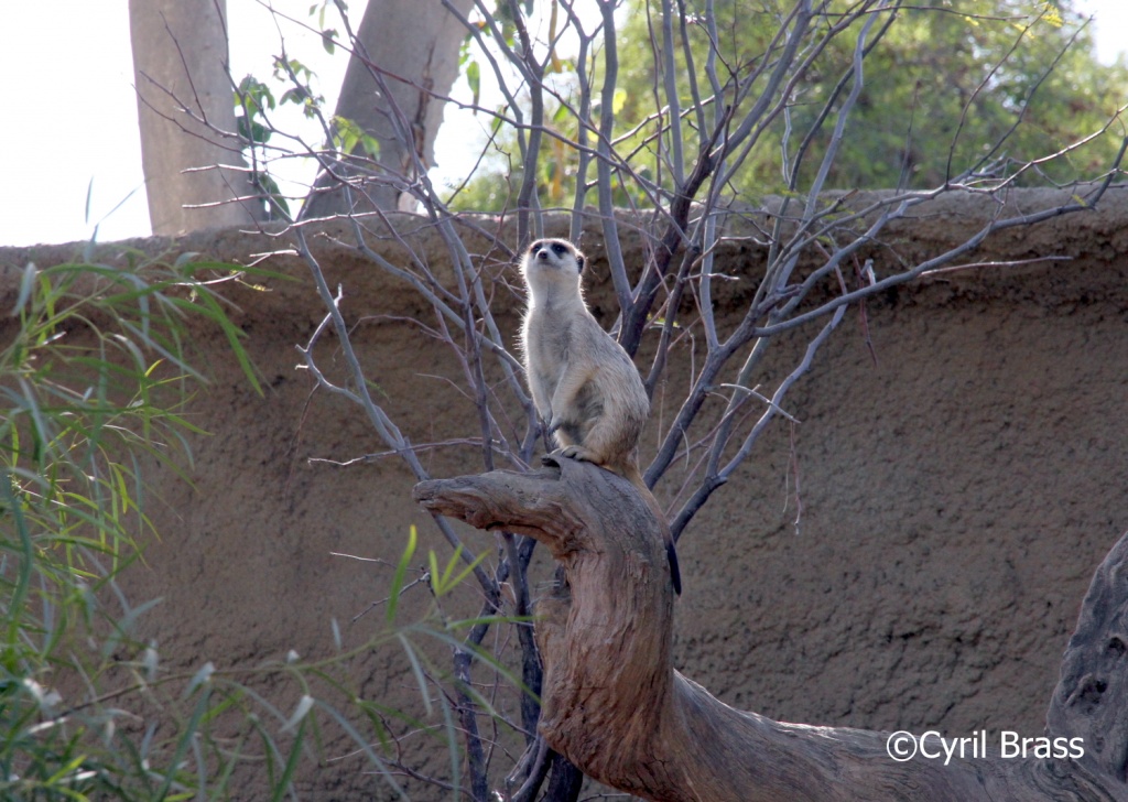 Meerkat