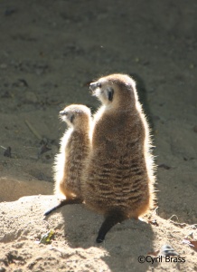 Meerkat