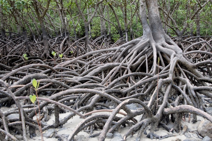 World Mangrove Day - Mangrove