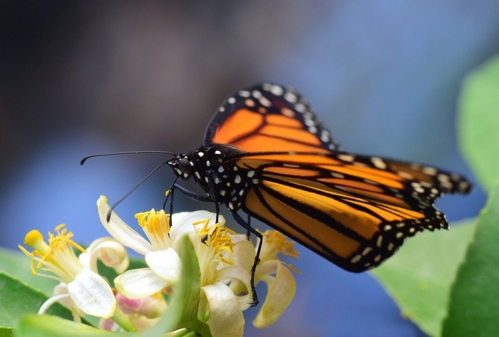 Western Monarch Day - Monarch Butterfly