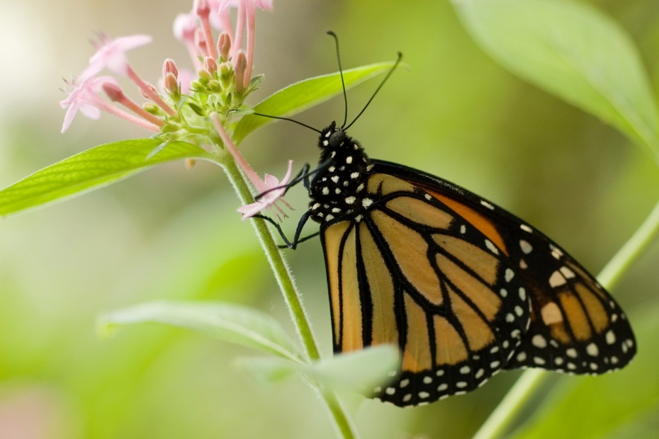 Monarch Butterfly