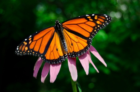 International Day for Biological Diversity - Monarch Butterfly