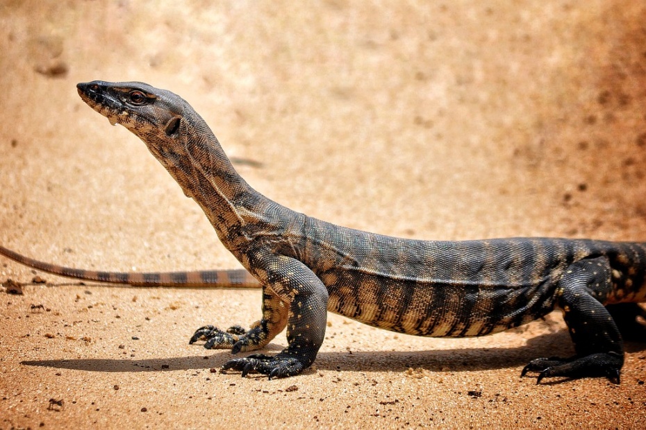 Monitor Lizard