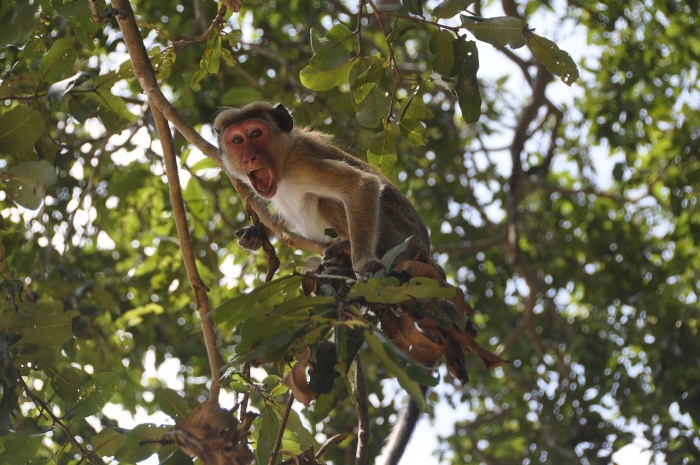 World Habitat Day - Monkey