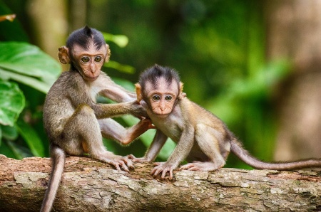 World Primate Day  -  Young Monkeys