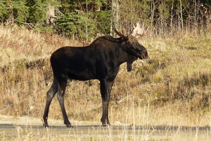 Moose Day - Moose