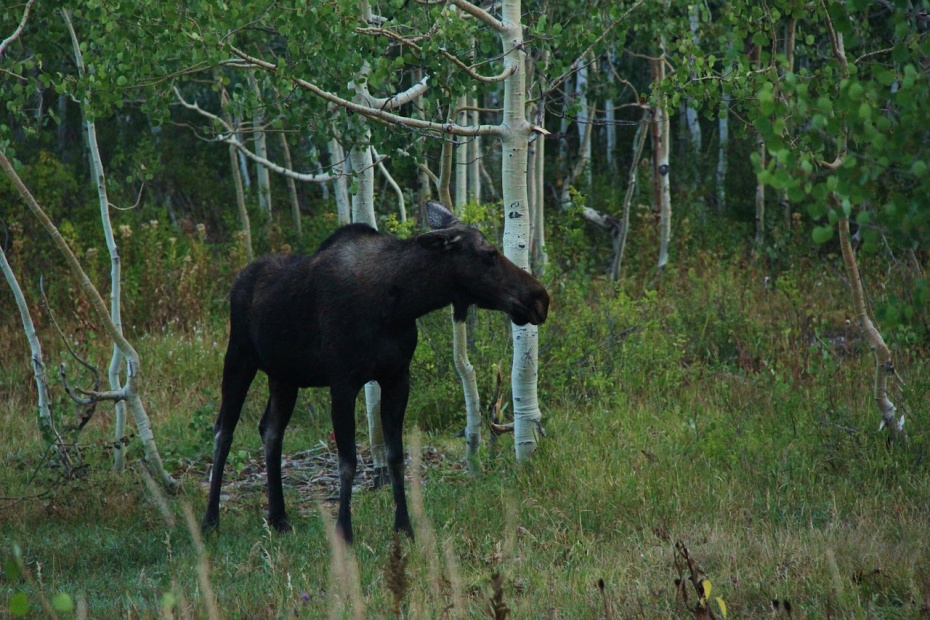 Moose