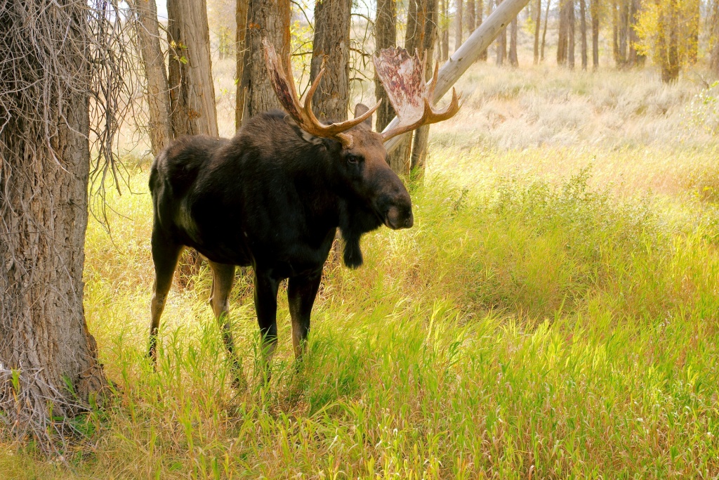 Moose