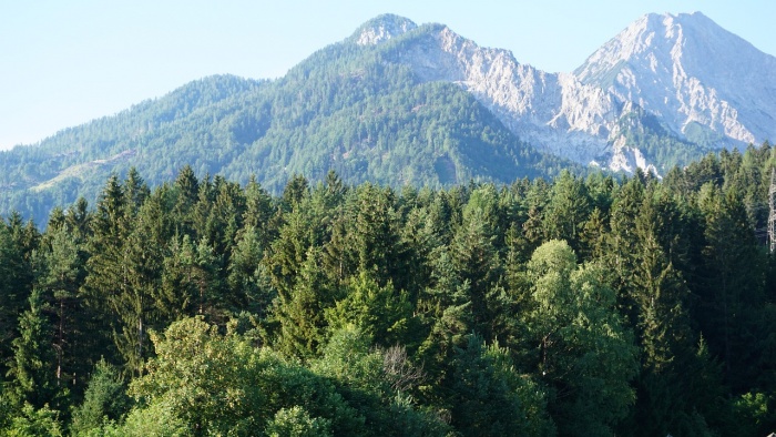 International Day of Forests - Alpine Forest