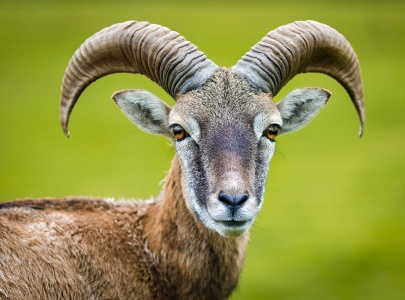 National Wildlife Week - Mountain Sheep