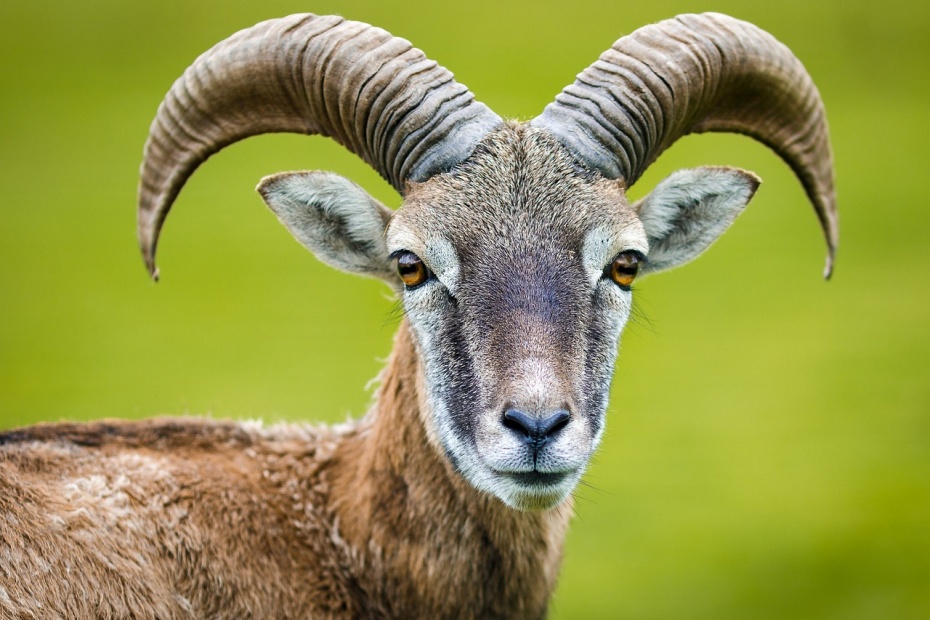 Mountain Sheep