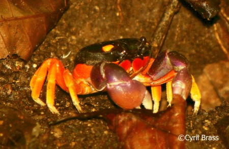Central America Arachnids and Arthropods - Mouthless Orange Crab