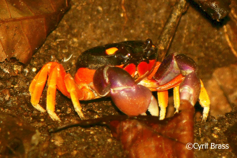Mouthless Orange Crab