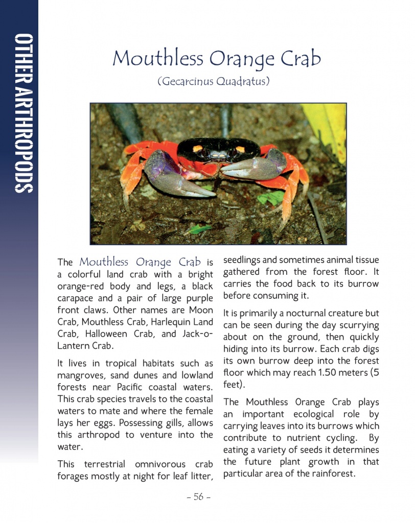 Mouthless Orange Crab - Wildlife in Central America 2 - Page 56