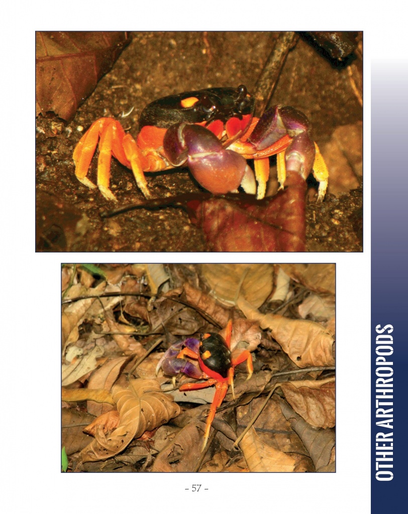 Mouthless Orange Crab - Wildlife in Central America 2 - Page 57