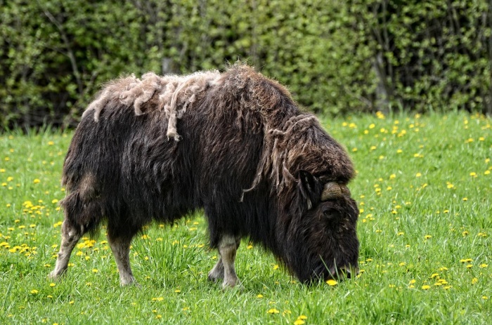 National Animal Rights Day - Muskox