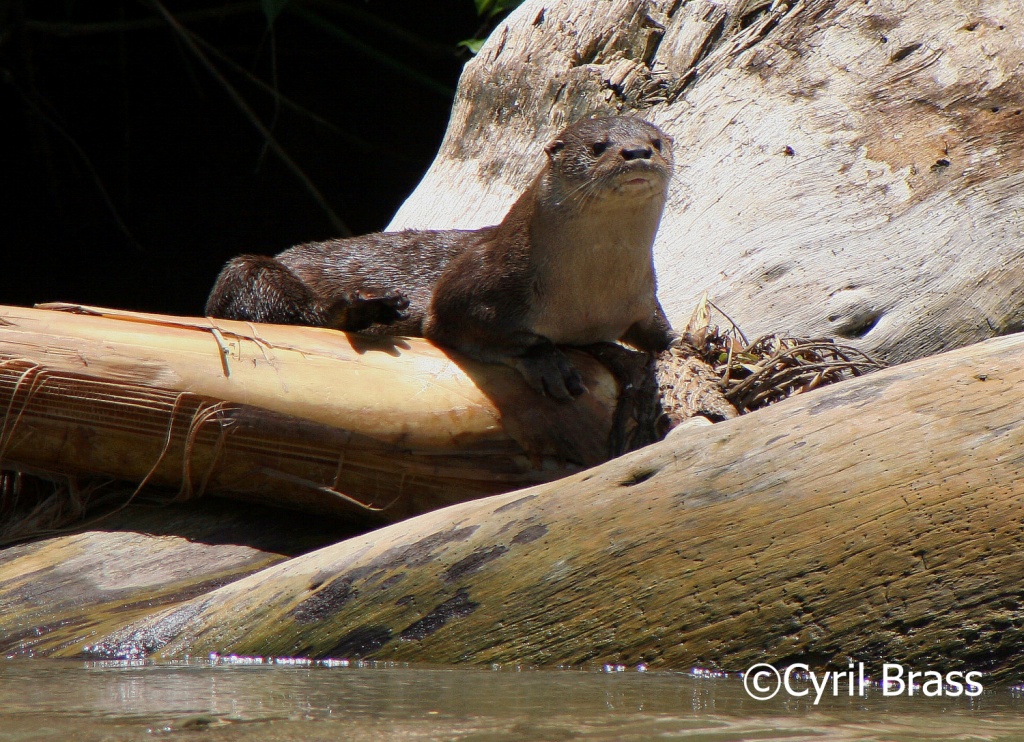 Mammals in Central America - Neotropical River Otter